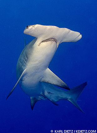 Hammerhead - Sharks
